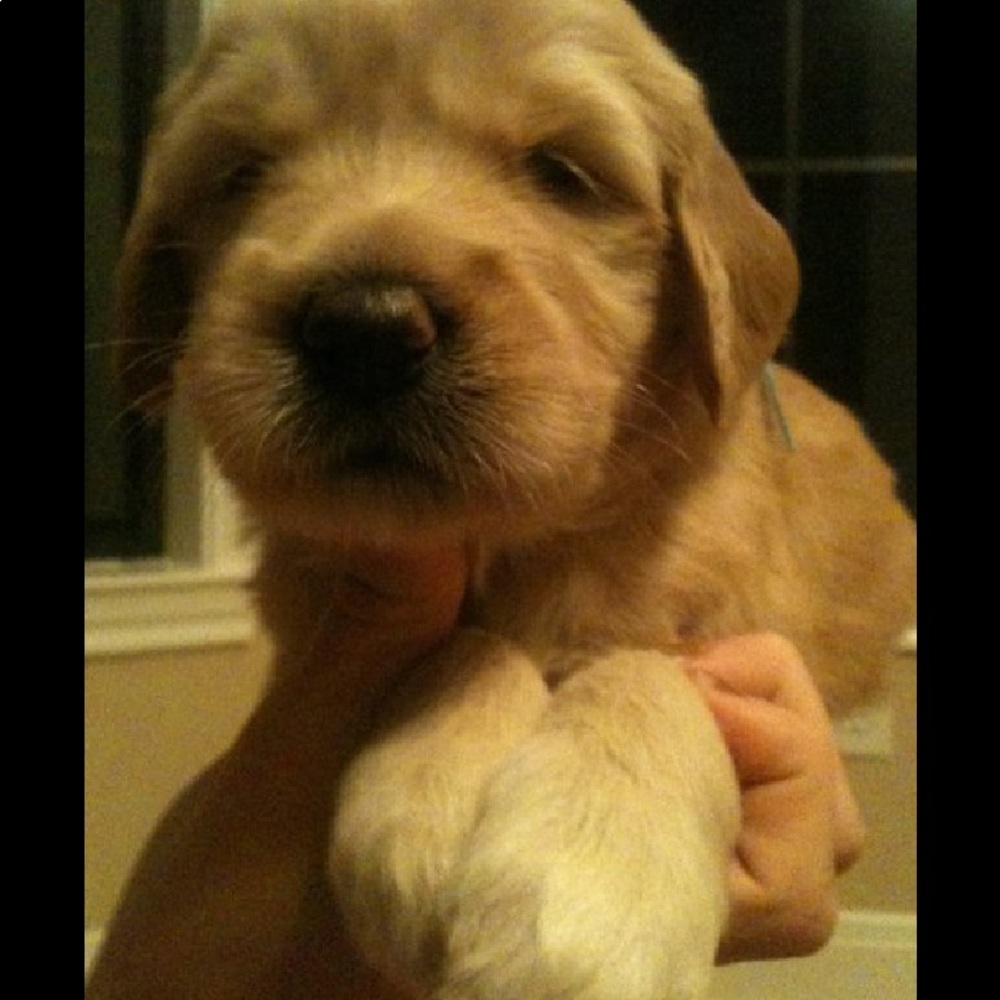 Meet your Posher, Enya